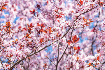 spring tree in bloom. beautiful pink flowers.