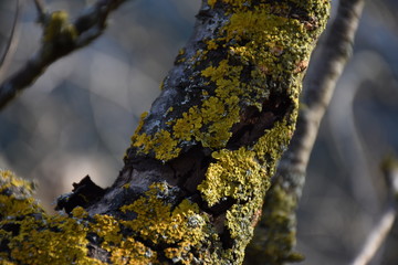Flechten auf Ast