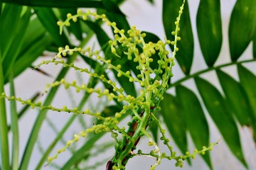 green plant with thin long branches which have small balls