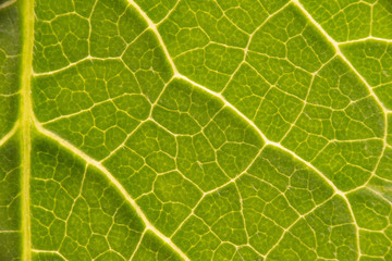 green leaf structure vein lamina macro closeup