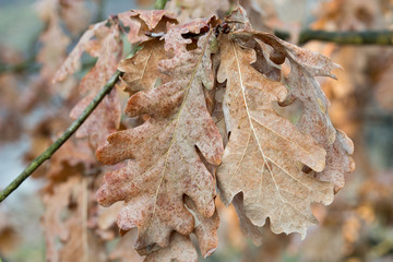 brown wet autumn oak leaves on twig macro