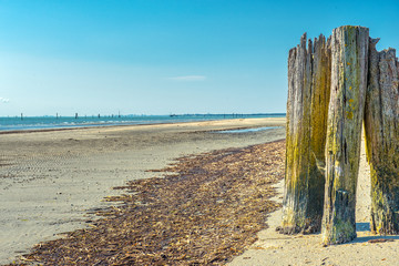 The dolphin on the beach