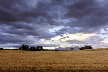 Fototapeta premium rural scene landscape. field and grass under overcast sky