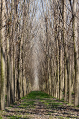 A narrow path along the woods