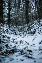 Snowy Forest Floor