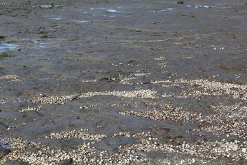 Hilgenriedersiel, Wadden Sea Germany: View into the sea at low tide