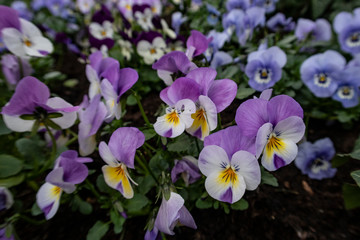 Colorful spring flowers in a flower bed