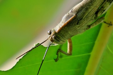green grasshopper on tree eating leaf