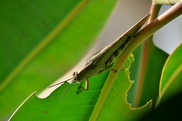 green grasshopper on tree eating leaf