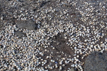Hilgenriedersiel, Wadden Sea Germany:View into the sea at low tide
