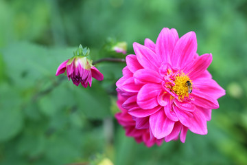 Obraz premium Pink Flower