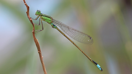 Damselfly on grass.