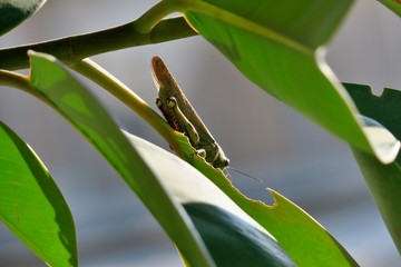 green grasshopper on tree eating leaf