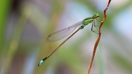 Damselfly on grass.