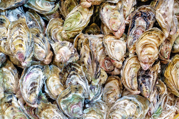 Raw oyster background and texture. Organic sea food.