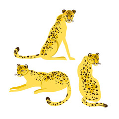 Set of cheetah figures, vector illustration