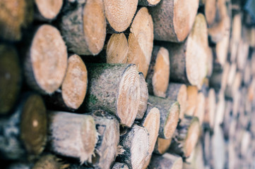 A Heap of fresh cut Timber/Wood in the Forest, January 2018