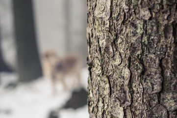 Tree Bark in focus with Dog blurred in the background, January 2018