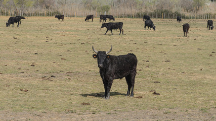 Toro negro (Bos taurus) emblema de la Camarga, parque natural región de Francia, donde viven en manadas