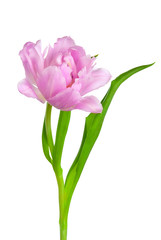 Wonderful purple tulip