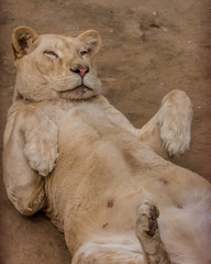 lion cat enjoying sun