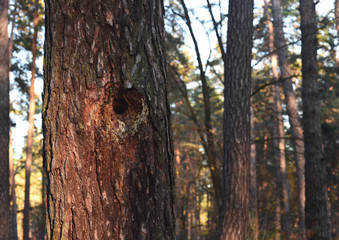 huge hollow - housing squirrels or birds in a large coniferous tree in the autumn forest