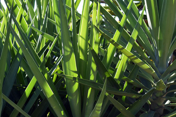 Background with palm leaves in the Sun
