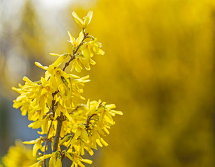 Forsythia flowers in front of with green grass and blue sky. Golden Bell, Border Forsythia (Forsythia x intermedia, europaea) blooming in spring garden bush. 