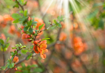 Japanese quince in bloom