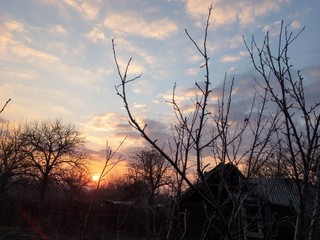 tree at sunset