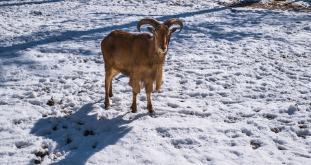 romanian brown goat in snow