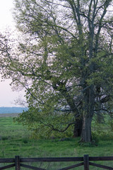 Fototapeta premium sunset in forest