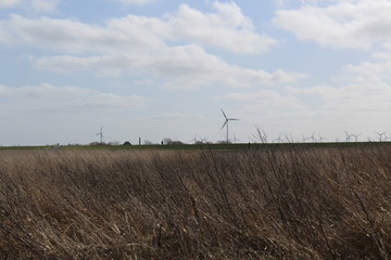 Hilgenriedersiel, Wadden Sea Germany:View over the summer polder (former salt marshes) in the dike foreland