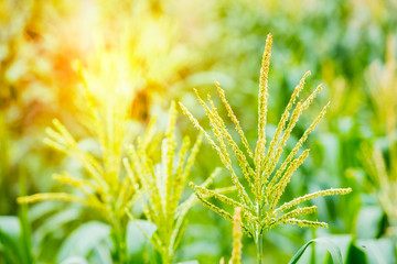 Beautiful male flowers,Corn in the garden Organic vegetables