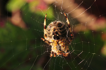 Orb Spider