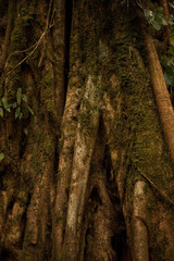 The buttress of this Ficus (Moraceae) tree in Monteverde Cloud Forest National Park, Costa Rica