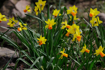 Obraz premium View of yellow narcissus flower in the spring garden