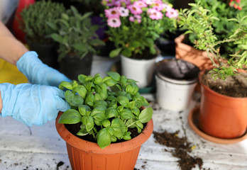 Mani donna che trapiatano erbe aromatiche