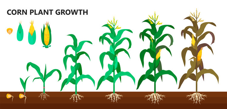 Corn plant growth, farm and agriculture steps
