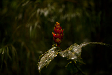 Etlingera elatior (also known as torch ginger, ginger flower, red ginger lily, torch lily, wild ginger, combrang, bunga kantan) in a Monteverde Cloud forest