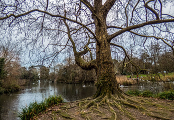 Lake in the park with birds,  Eastbourne, UK