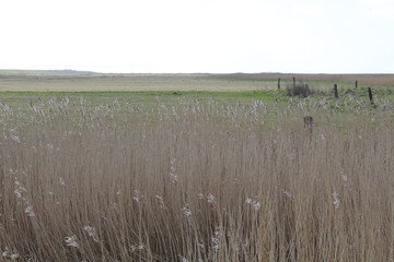 Hilgenriedersiel, Wadden Sea Germany:View over the summer polder (former salt marshes) in the dike...