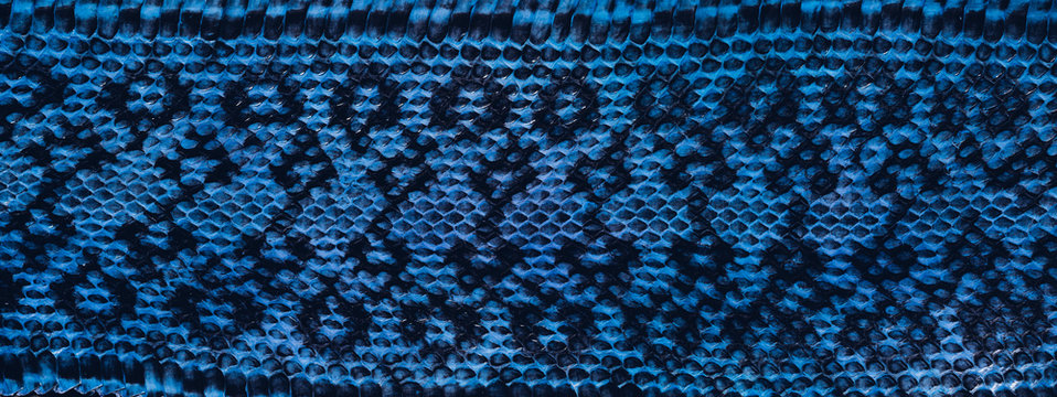 Dark blue snake skin texture