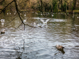 Lake in the park with birds,  Eastbourne, UK