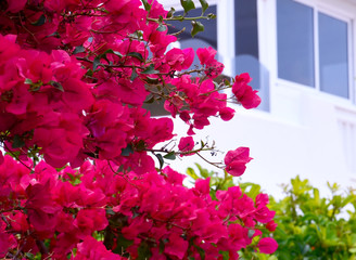 Beautiful pink bougainvillea flowers in the garden of Tenerife,Canary Islands, Spain.Blooming Bougainville.Summer background with copy space.Selective focus.