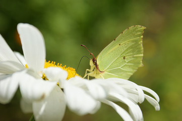 Lemon Butterfly on White Daisy