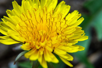 Yellow dandelion flowers. Dandelions field background on spring sunny day. Blooming dandelion.