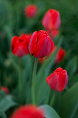 Obraz premium Red tulips flower bloom on red tulips flowers background.