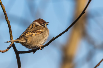 A bright sparrow sits on a branch and looks at the photographer on a sunny day against the blue sky. Close-up. Wild nature.