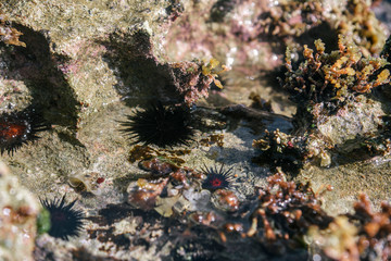 Wilderness Beach, Base Ramey, Puerto Rico